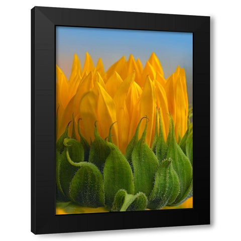 Sunflowers V Black Modern Wood Framed Art Print with Double Matting by Fitzharris, Tim