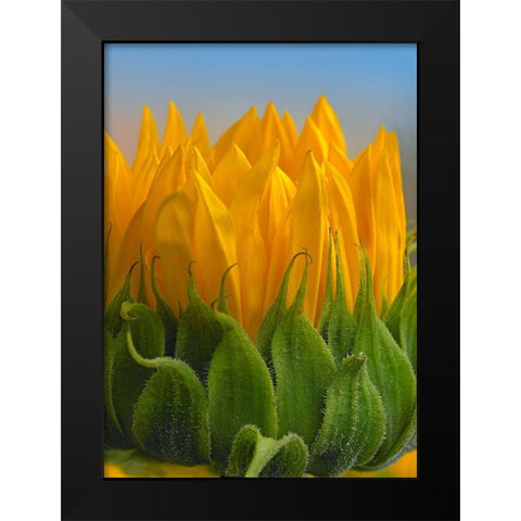 Sunflowers V Black Modern Wood Framed Art Print by Fitzharris, Tim