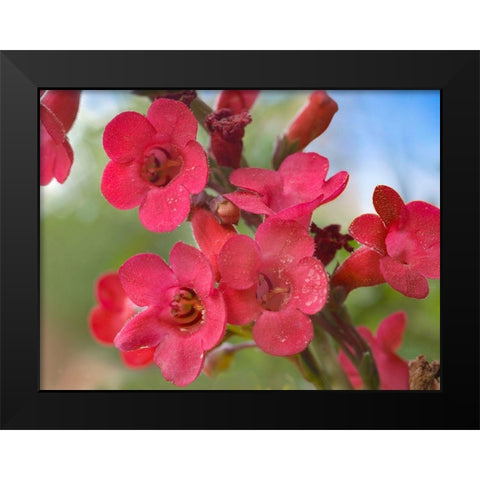 Wrights Penstemon Black Modern Wood Framed Art Print by Fitzharris, Tim