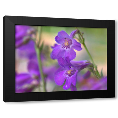 Sidebells Penstemon I Black Modern Wood Framed Art Print with Double Matting by Fitzharris, Tim