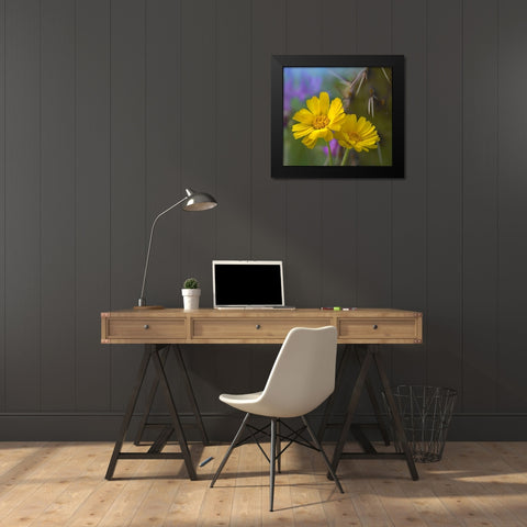 Desert Marigolds I Black Modern Wood Framed Art Print by Fitzharris, Tim