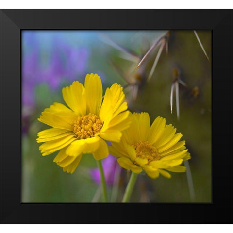 Desert Marigolds I Black Modern Wood Framed Art Print by Fitzharris, Tim