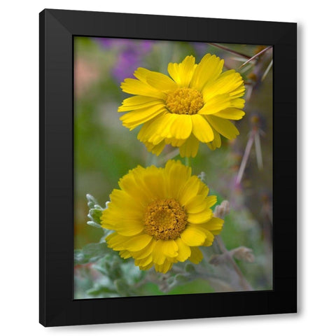 Desert Marigolds II Black Modern Wood Framed Art Print with Double Matting by Fitzharris, Tim