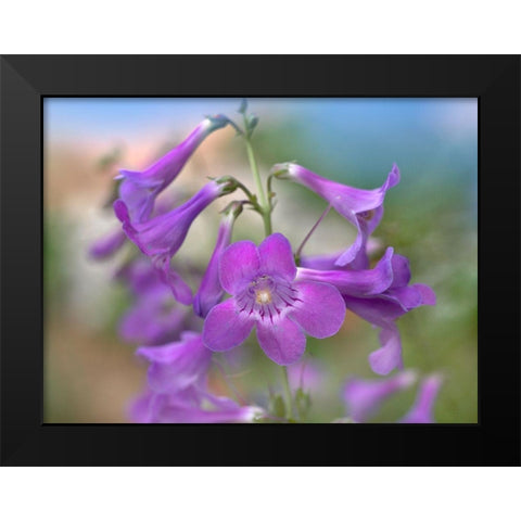 Sidebells Penstemon II Black Modern Wood Framed Art Print by Fitzharris, Tim