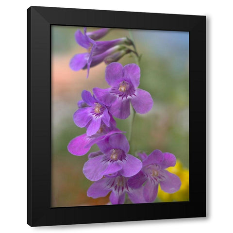 Sidebells Penstemon III Black Modern Wood Framed Art Print by Fitzharris, Tim