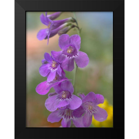 Sidebells Penstemon III Black Modern Wood Framed Art Print by Fitzharris, Tim