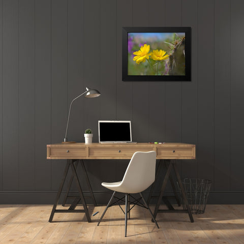 Desert Marigold III Black Modern Wood Framed Art Print by Fitzharris, Tim