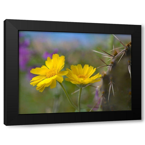 Desert Marigold III Black Modern Wood Framed Art Print with Double Matting by Fitzharris, Tim