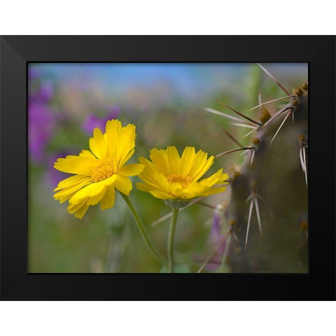 Desert Marigold III Black Modern Wood Framed Art Print by Fitzharris, Tim