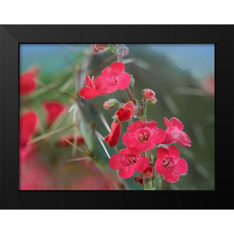 Wrights Penstemon II Black Modern Wood Framed Art Print by Fitzharris, Tim