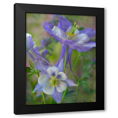 Rocky Mountain Columbine I Black Modern Wood Framed Art Print with Double Matting by Fitzharris, Tim