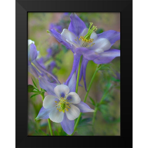 Rocky Mountain Columbine I Black Modern Wood Framed Art Print by Fitzharris, Tim