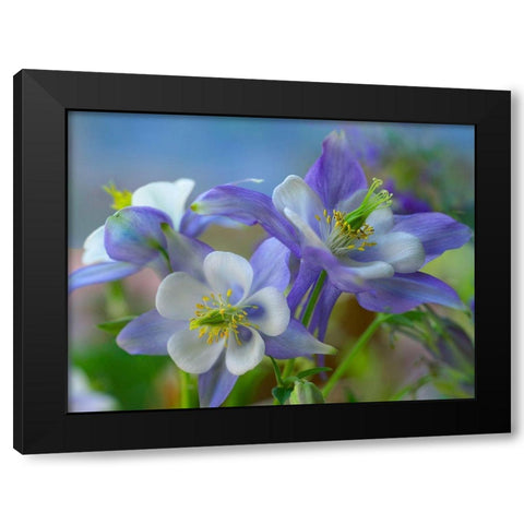 Rocky Mountain Columbine II Black Modern Wood Framed Art Print with Double Matting by Fitzharris, Tim