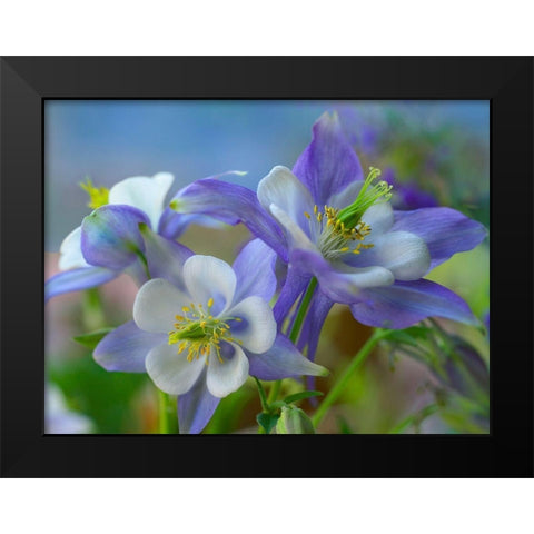 Rocky Mountain Columbine II Black Modern Wood Framed Art Print by Fitzharris, Tim