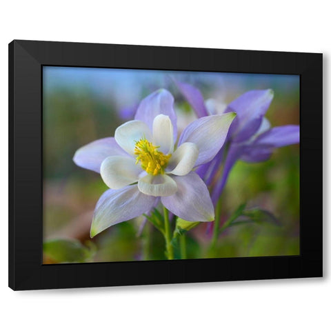 Rocky Mountain Columbine III Black Modern Wood Framed Art Print with Double Matting by Fitzharris, Tim