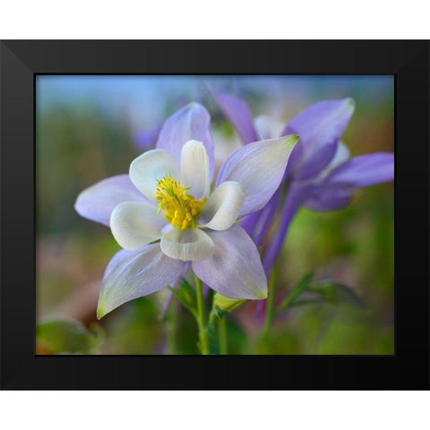 Rocky Mountain Columbine III Black Modern Wood Framed Art Print by Fitzharris, Tim