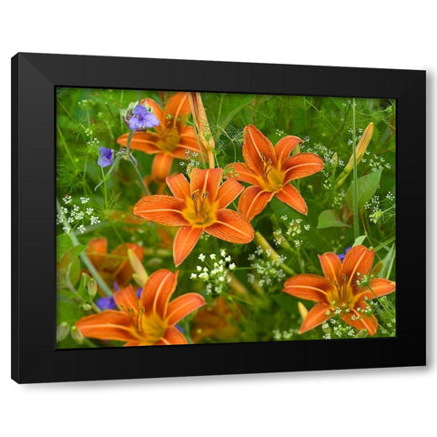 Wild Daylillies I Black Modern Wood Framed Art Print by Fitzharris, Tim