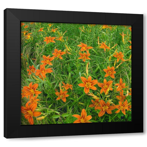 Wild Daylillies II Black Modern Wood Framed Art Print with Double Matting by Fitzharris, Tim