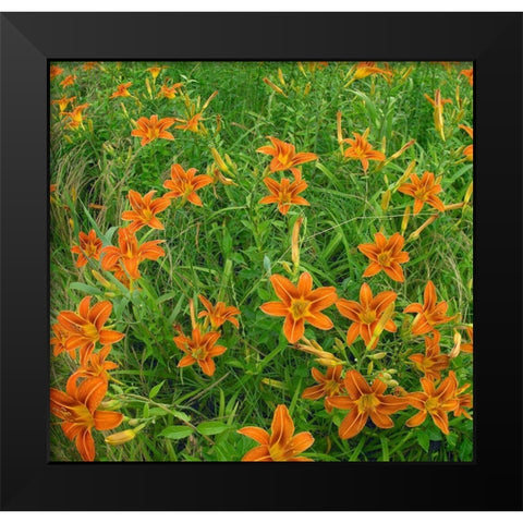 Wild Daylillies II Black Modern Wood Framed Art Print by Fitzharris, Tim