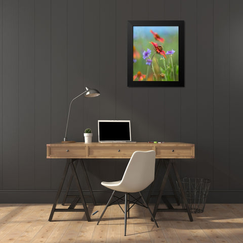 Gaillardia and Bachelors Buttons I Black Modern Wood Framed Art Print by Fitzharris, Tim