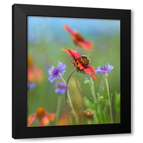 Gaillardia and Bachelors Buttons I Black Modern Wood Framed Art Print with Double Matting by Fitzharris, Tim