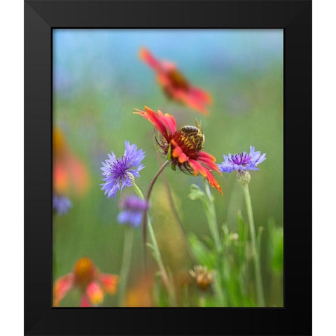 Gaillardia and Bachelors Buttons I Black Modern Wood Framed Art Print by Fitzharris, Tim