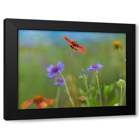 Gaillardia and Bachelors Buttons II Black Modern Wood Framed Art Print with Double Matting by Fitzharris, Tim