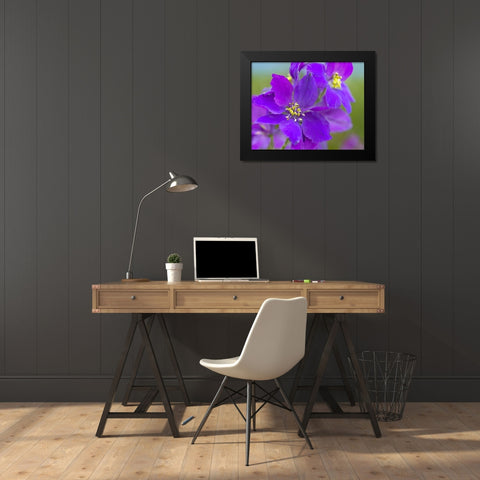 Delphinium Black Modern Wood Framed Art Print by Fitzharris, Tim