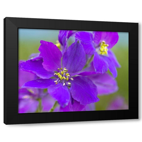 Delphinium Black Modern Wood Framed Art Print with Double Matting by Fitzharris, Tim