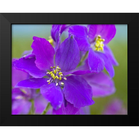 Delphinium Black Modern Wood Framed Art Print by Fitzharris, Tim