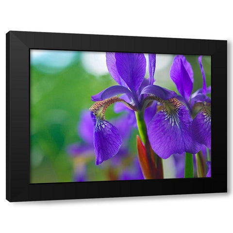 Blue Flag Iris Black Modern Wood Framed Art Print by Fitzharris, Tim