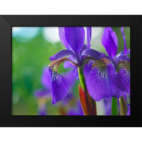 Blue Flag Iris Black Modern Wood Framed Art Print by Fitzharris, Tim