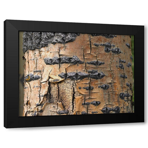 Aspen Bark I Black Modern Wood Framed Art Print with Double Matting by Fitzharris, Tim