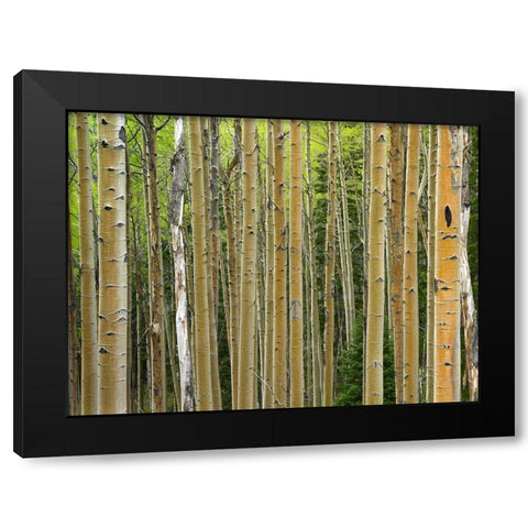 Aspen Grove I Black Modern Wood Framed Art Print with Double Matting by Fitzharris, Tim