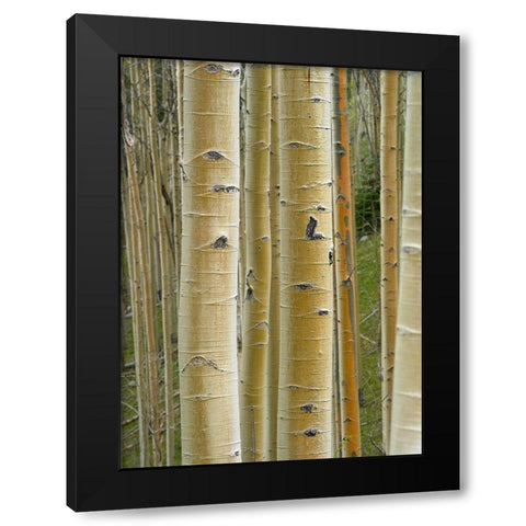 Aspen Grove II Black Modern Wood Framed Art Print with Double Matting by Fitzharris, Tim