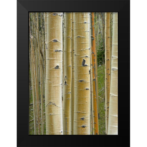 Aspen Grove II Black Modern Wood Framed Art Print by Fitzharris, Tim