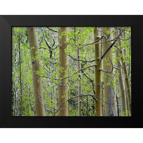 Aspen Grove III Black Modern Wood Framed Art Print by Fitzharris, Tim