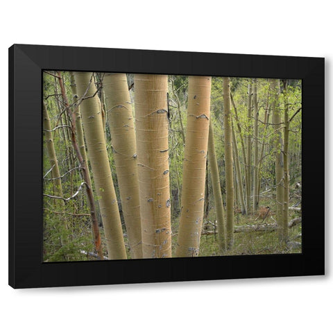 Aspen Grove IV Black Modern Wood Framed Art Print with Double Matting by Fitzharris, Tim