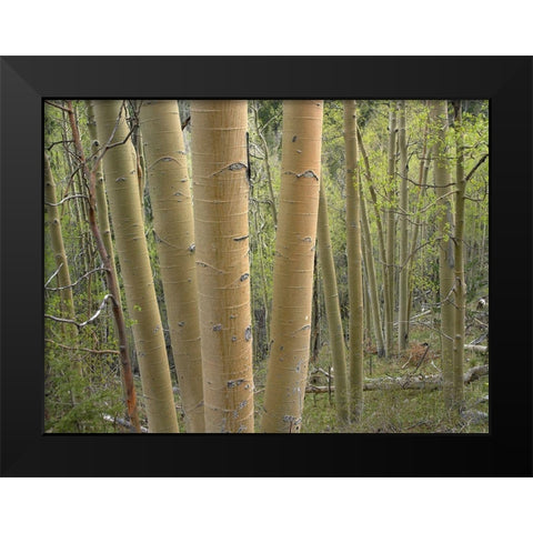 Aspen Grove IV Black Modern Wood Framed Art Print by Fitzharris, Tim