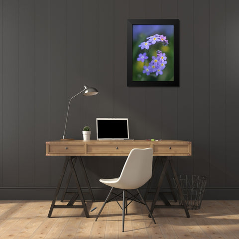 Forget me nots Black Modern Wood Framed Art Print by Fitzharris, Tim