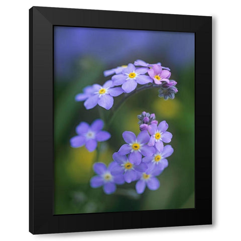 Forget me nots Black Modern Wood Framed Art Print with Double Matting by Fitzharris, Tim