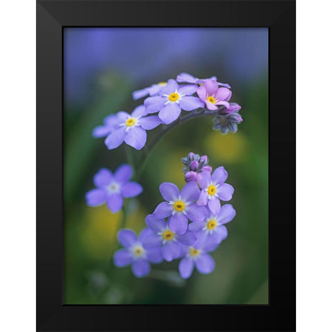 Forget me nots Black Modern Wood Framed Art Print by Fitzharris, Tim