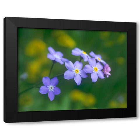 Forget me nots Black Modern Wood Framed Art Print with Double Matting by Fitzharris, Tim