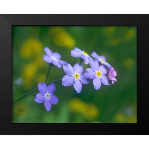 Forget me nots Black Modern Wood Framed Art Print by Fitzharris, Tim