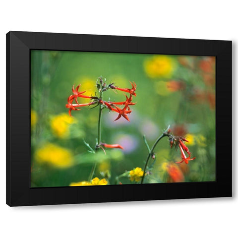 Scarlet Gilia Black Modern Wood Framed Art Print with Double Matting by Fitzharris, Tim