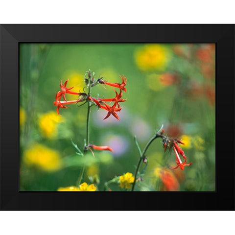 Scarlet Gilia Black Modern Wood Framed Art Print by Fitzharris, Tim