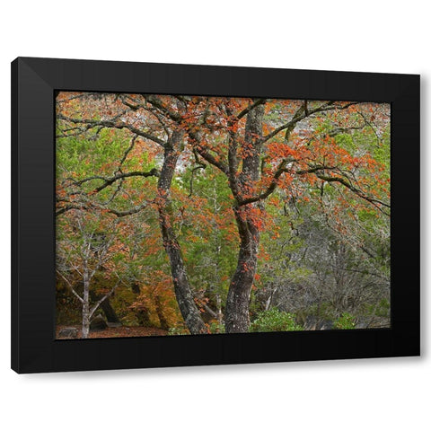 Lost Maples State Park-Texas Black Modern Wood Framed Art Print with Double Matting by Fitzharris, Tim