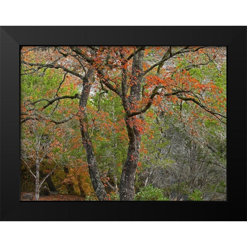 Lost Maples State Park-Texas Black Modern Wood Framed Art Print by Fitzharris, Tim