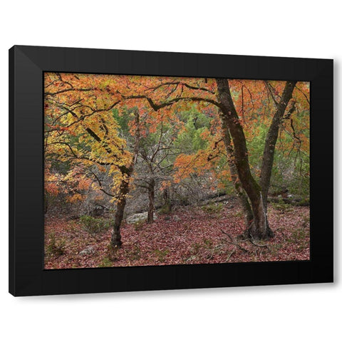 Uvalde Bigtooth Maples Black Modern Wood Framed Art Print with Double Matting by Fitzharris, Tim