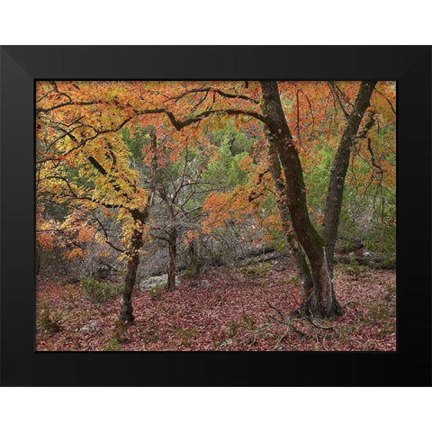 Uvalde Bigtooth Maples Black Modern Wood Framed Art Print by Fitzharris, Tim